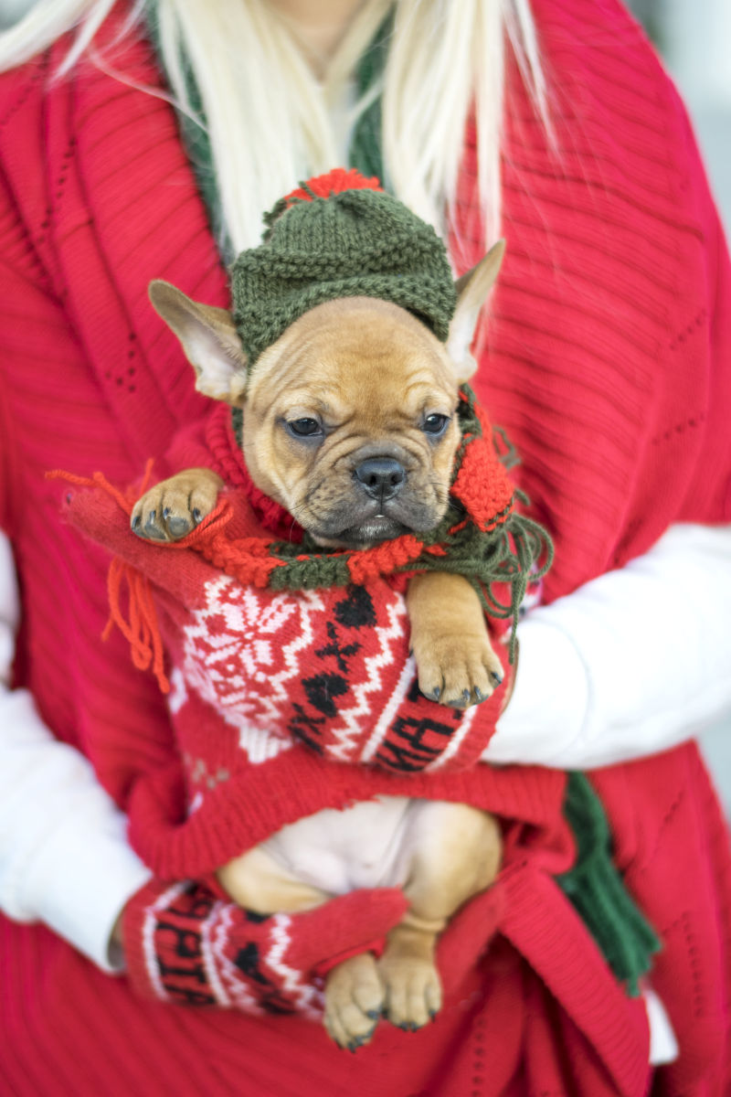 穿着圣诞装的美女抱着可爱的狗狗
