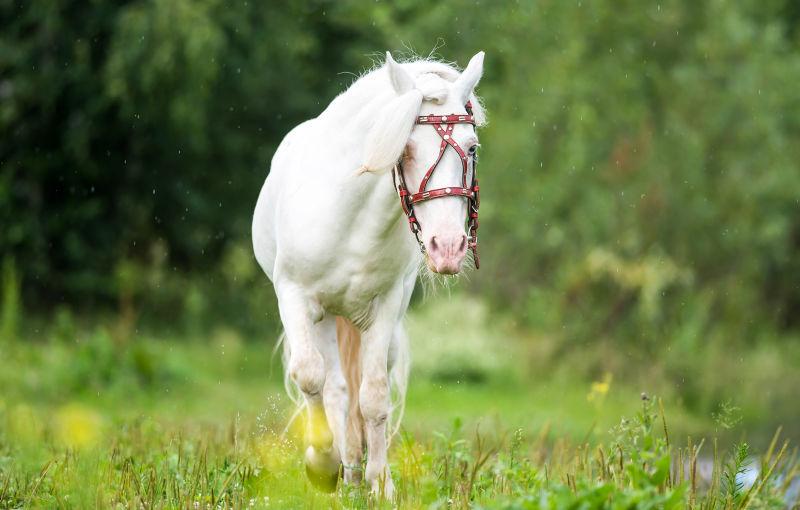 草地上奔跑的白马