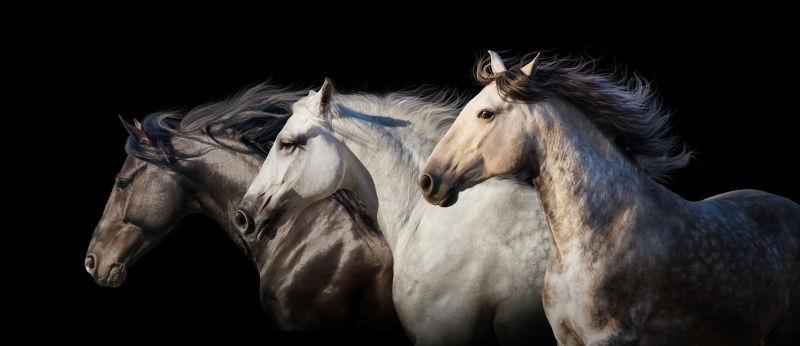 黑色背景前的三匹马