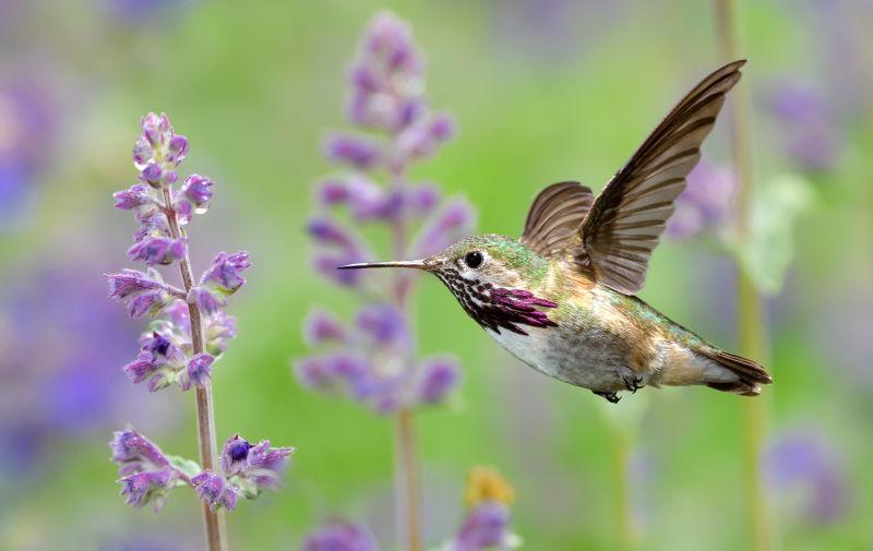 紫色薰衣草花和飞舞的蜂鸟