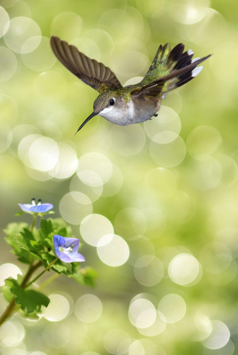 绿色背景前的蓝色小花和蜂鸟