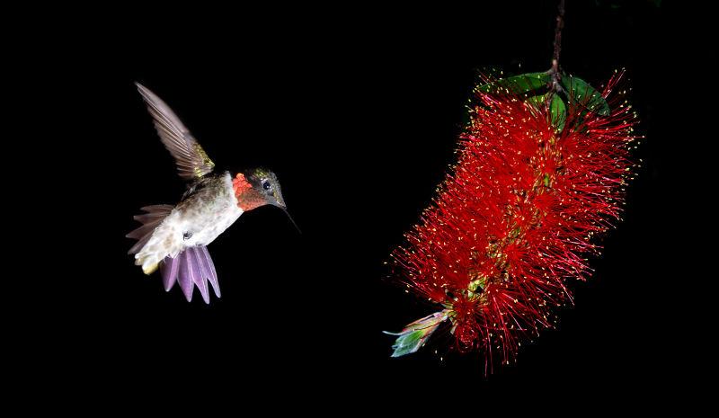 黑色背景上的红色花和红宝石喉蜂鸟