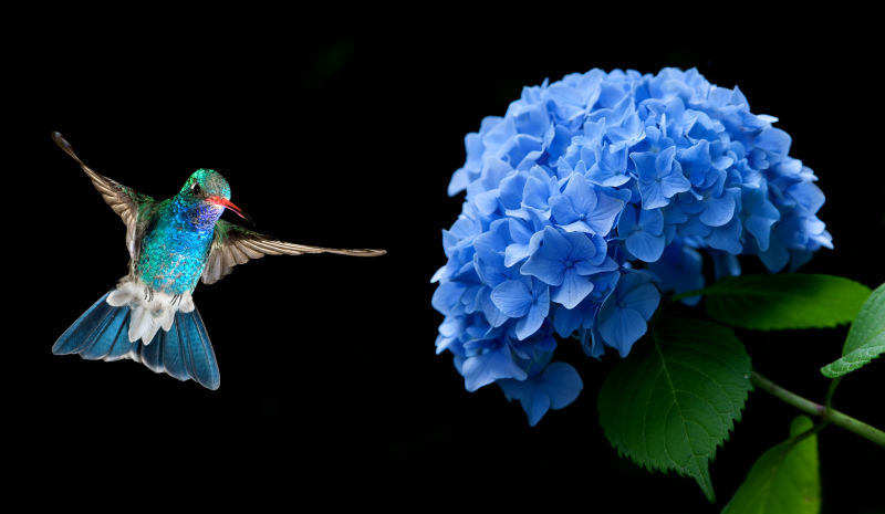 黑色背景上的蓝色绣球花和蓝色蜂鸟