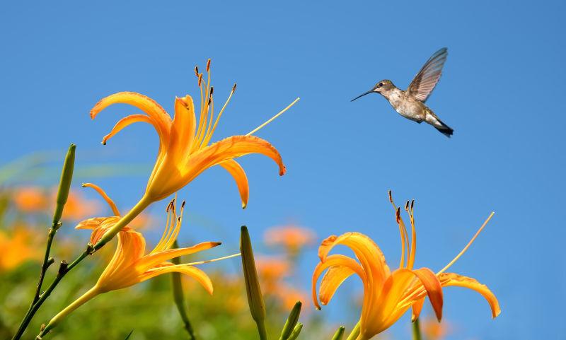 蓝天背景下的热带百合花和蜂鸟
