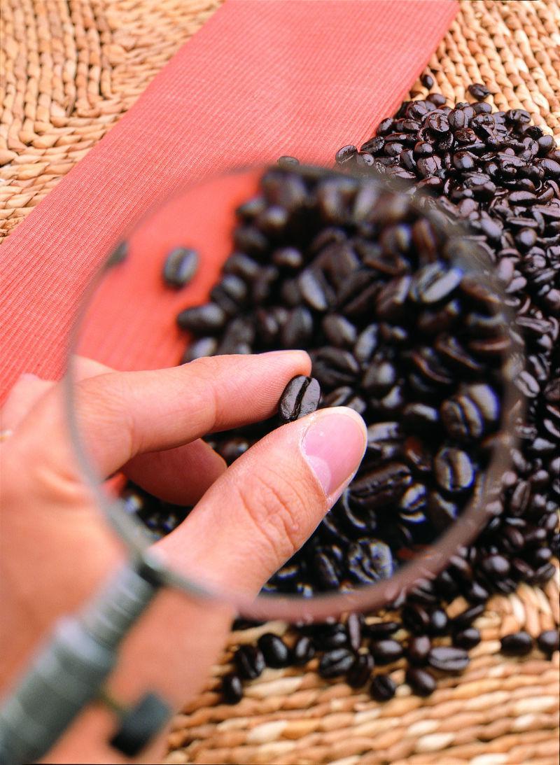 用放大镜观察咖啡豆