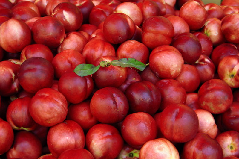 红色健康的油桃