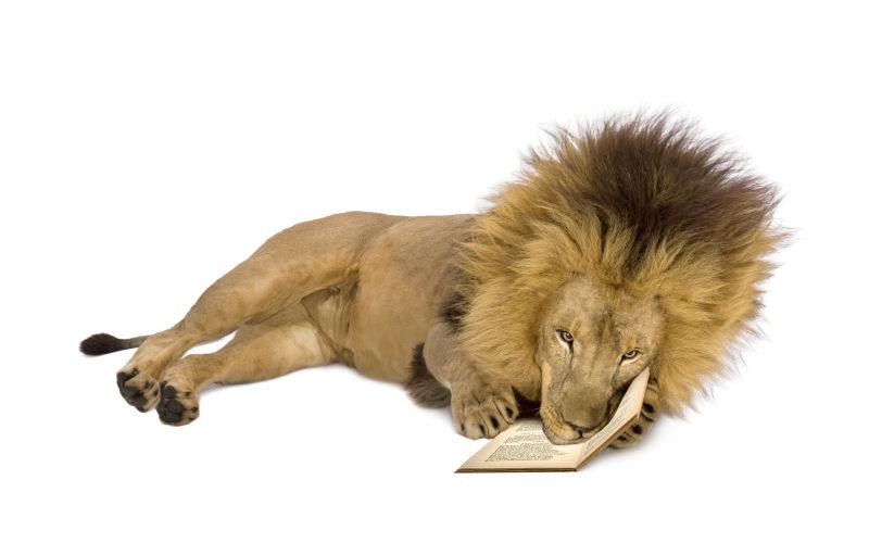 白色背景上趴在一本书上的狮子