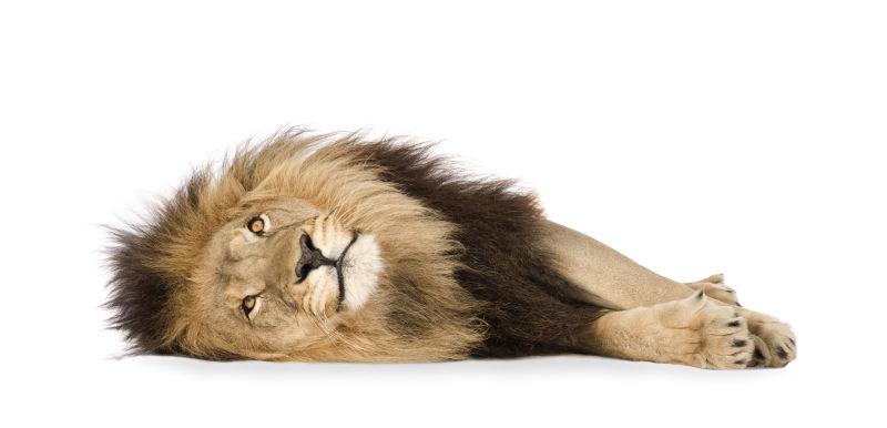 白色背景下躺着的狮子