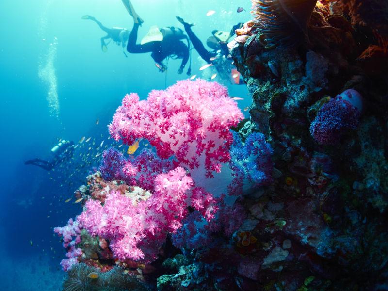 深海珊瑚礁旁游过的潜水者
