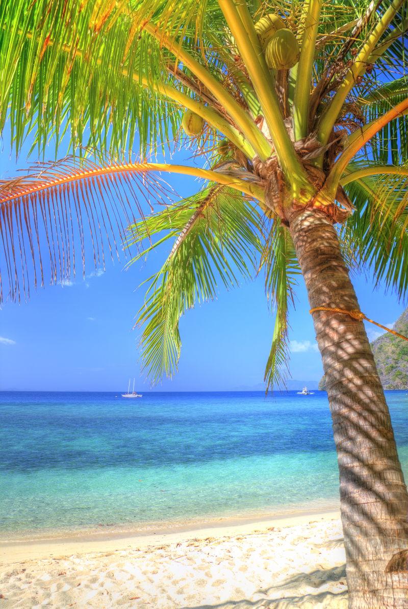 毛里求斯岛上的椰树