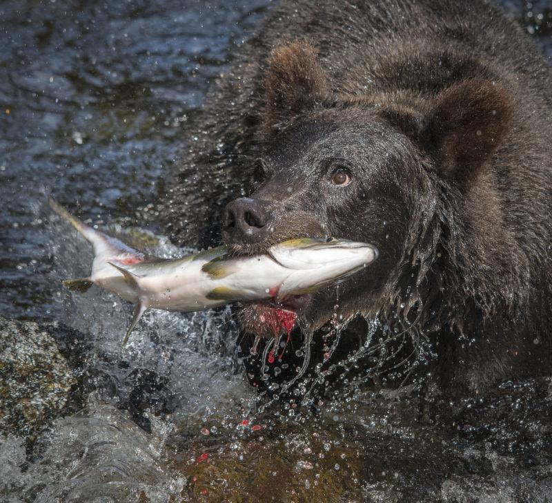 在水里捕鱼的棕熊
