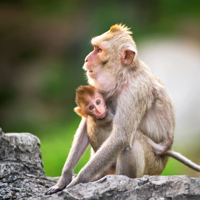 母猴抱着小猴