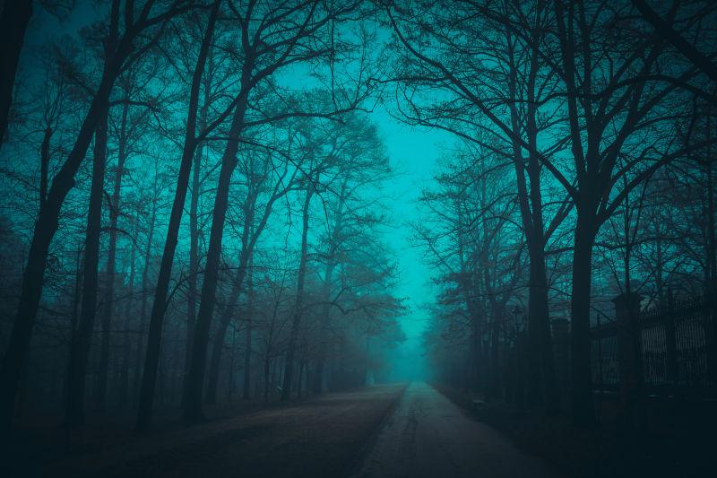 夜色下弥漫着雾气的神秘森林