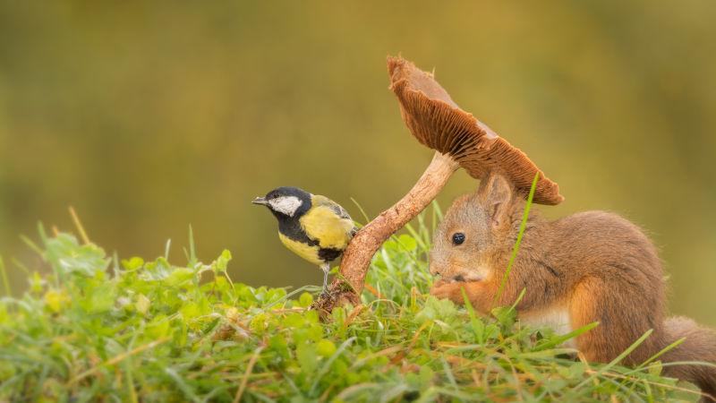小鸟蘑菇和松鼠
