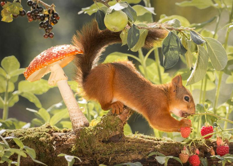 正在吃红色浆果的松鼠