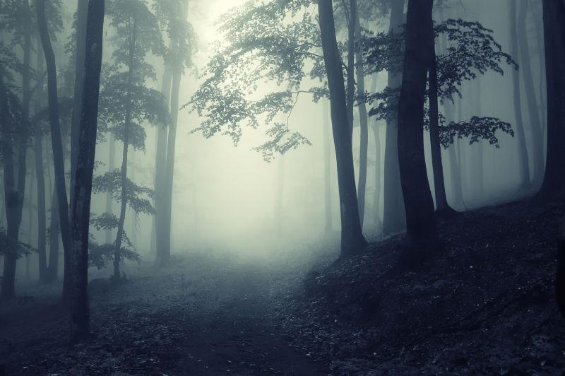 夜晚的迷雾森林