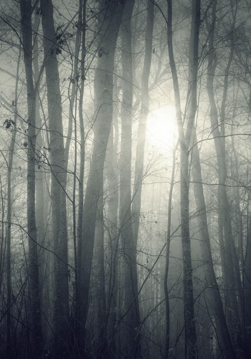 阳光照射下的迷雾森林