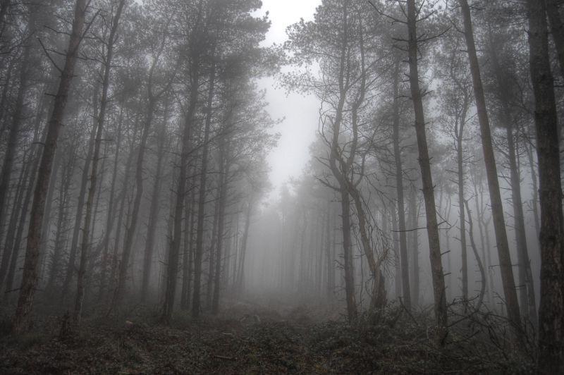 灰色的迷雾森林