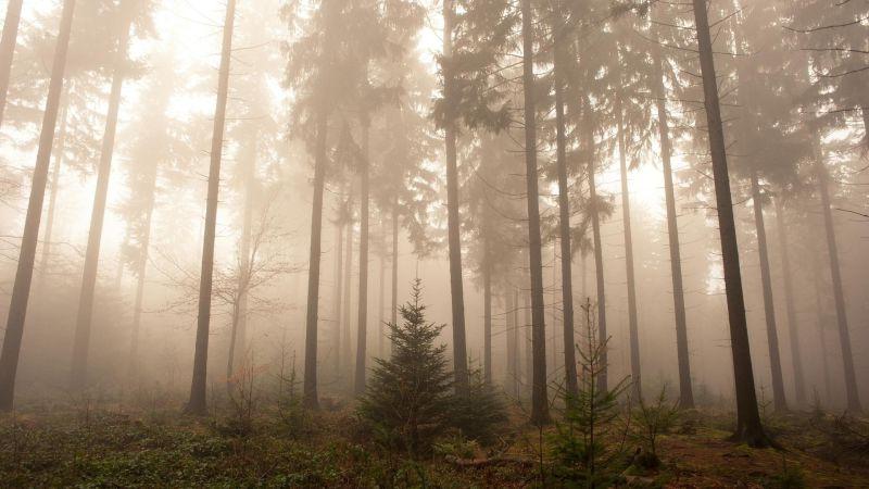 浓雾笼罩的迷雾森林