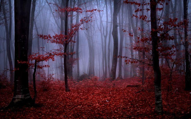 铺着红色树叶的迷雾森林