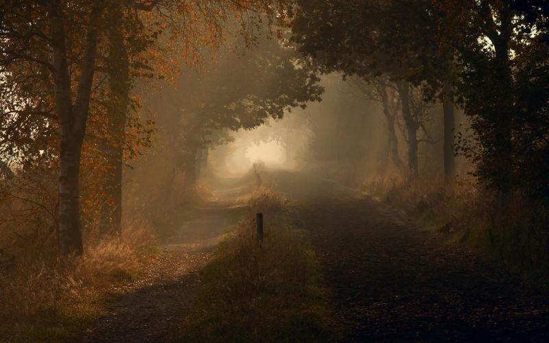 神秘的迷雾森林的秋天景观