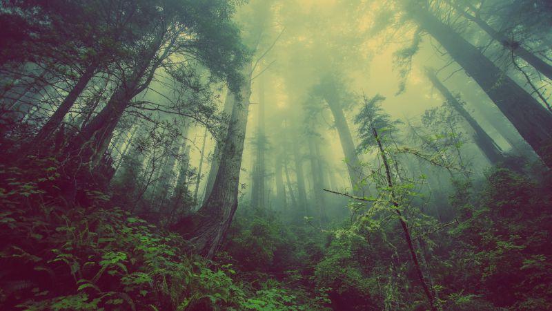 野外森林里的雾气