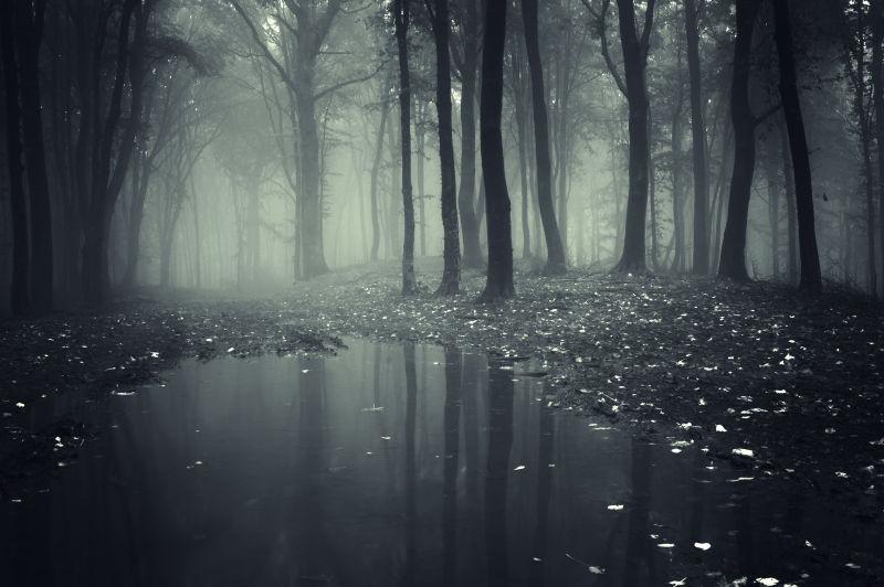 薄雾笼罩的恐怖的森林和池塘
