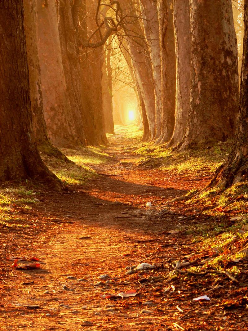 秋季美丽森林中的小路