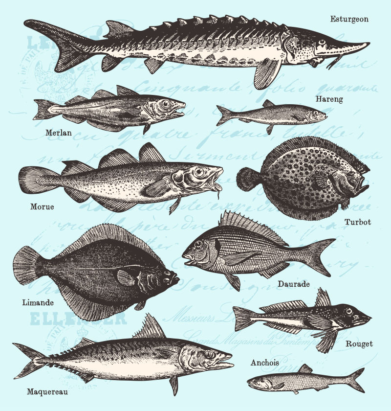 海洋里的鱼矢量手绘风格插画