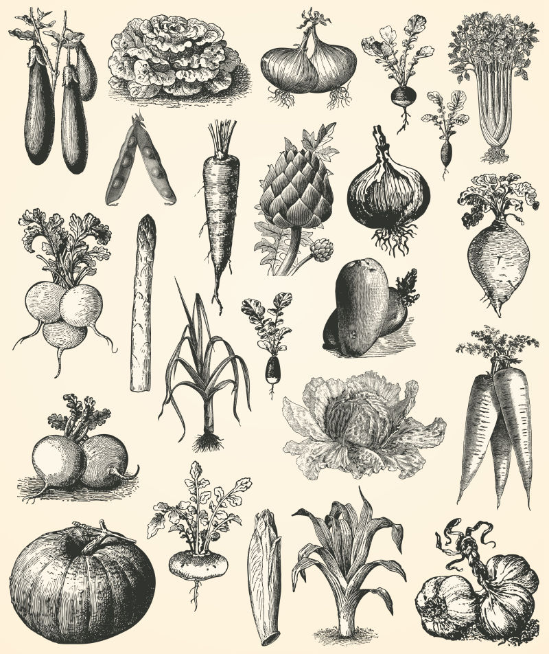 不同种类的手绘蔬菜矢量插画