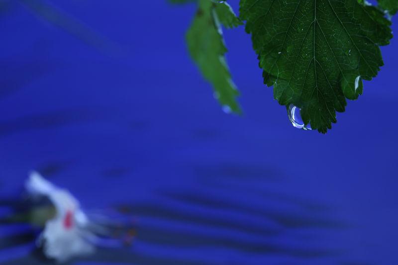 蓝色湖面上的雨天树叶上的露珠