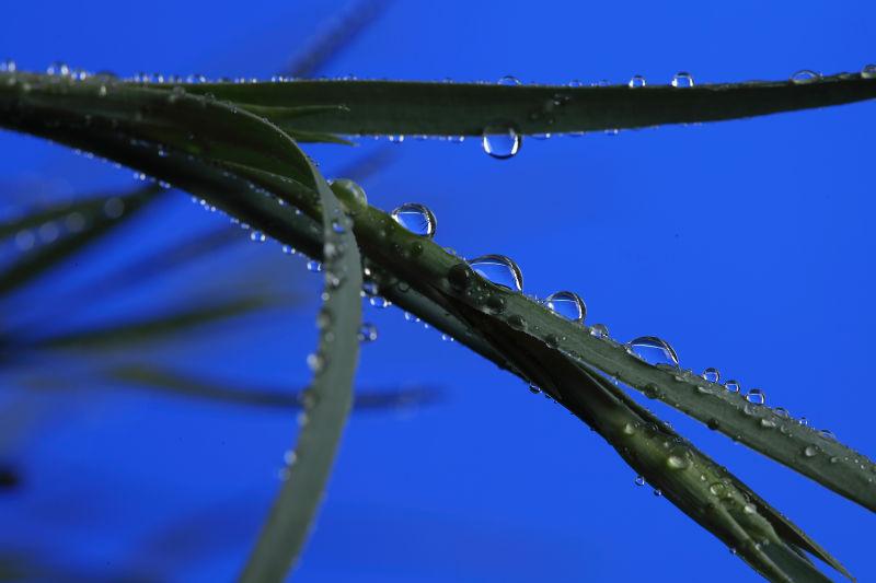 雨天水面上带着露珠的小草