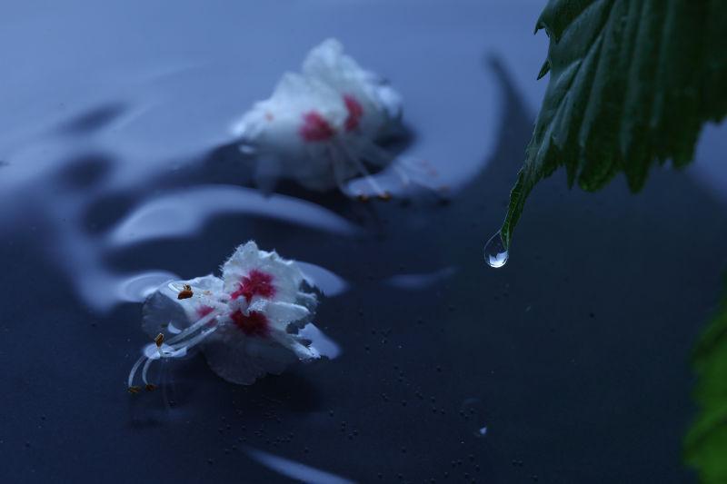 雨天掉在水里的白色和红色花瓣