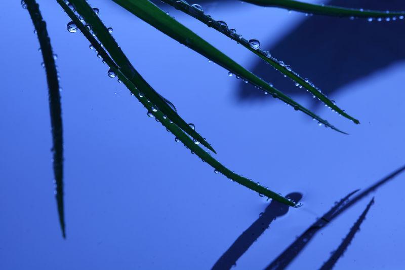 下雨天蓝色水面上的小草上晶莹的露珠