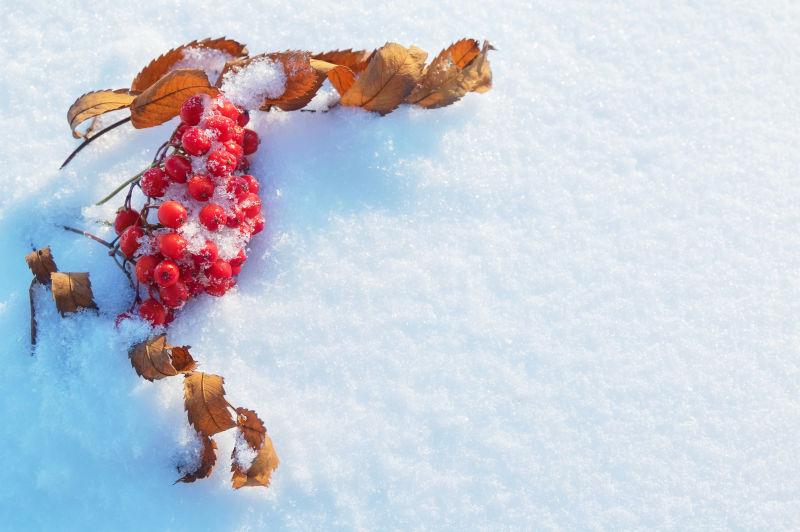 冰雪背景中的雪下的红色浆果