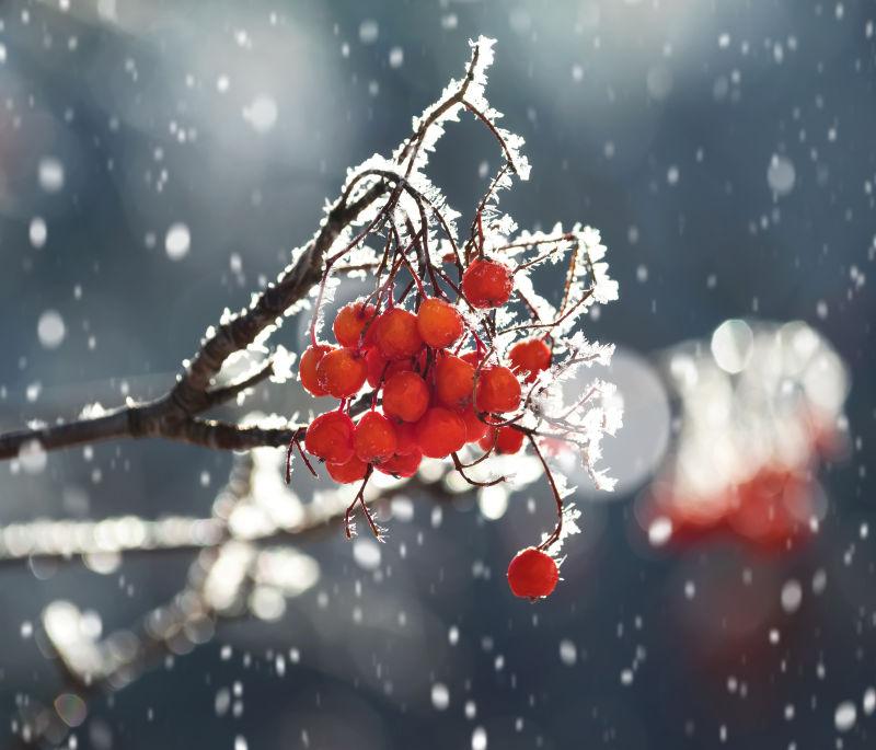 冬季下雪时枝头的红色浆果