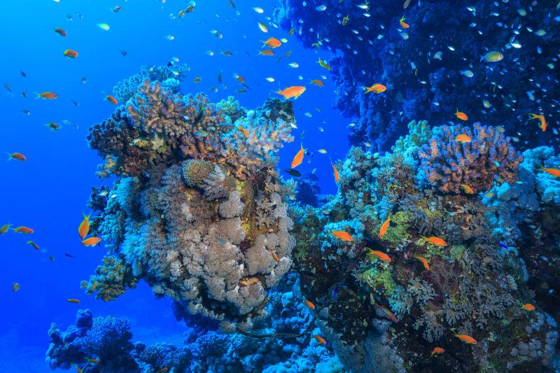 蓝色深海里的小鱼在珊瑚礁中游荡