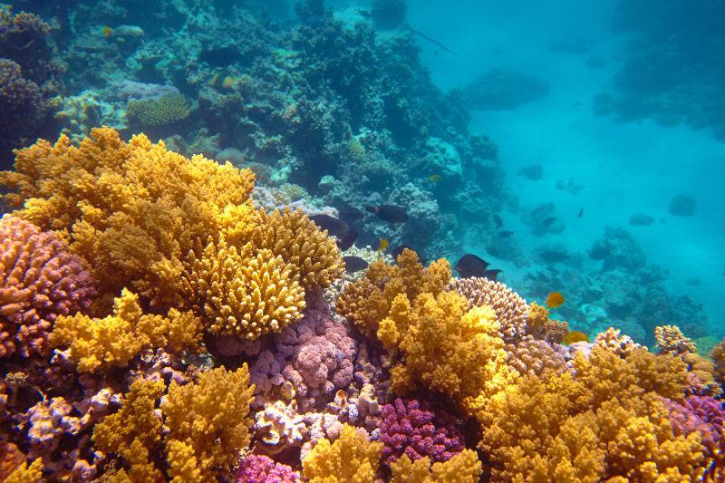 深海里美丽的珊瑚礁