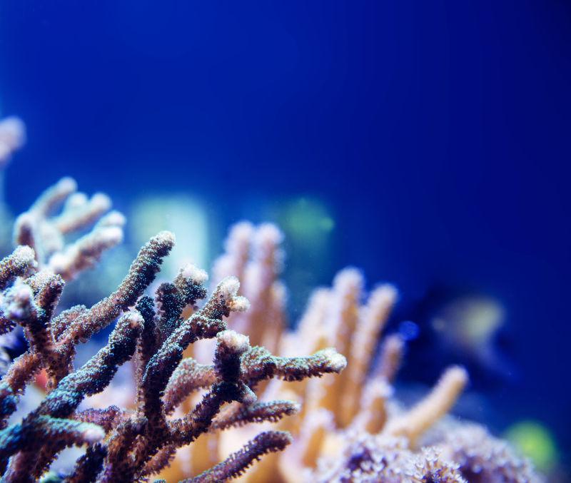 深蓝色海洋中的珊瑚珊瑚礁