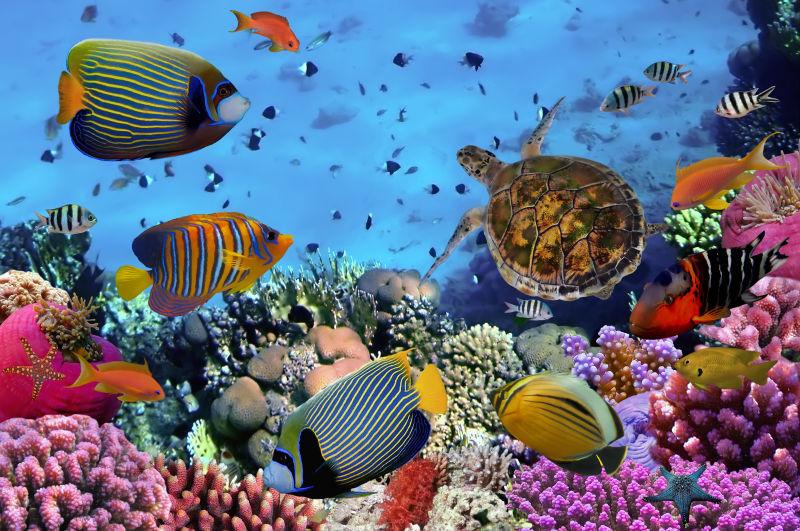 深海里色彩斑斓的珊瑚礁鱼类和海龟