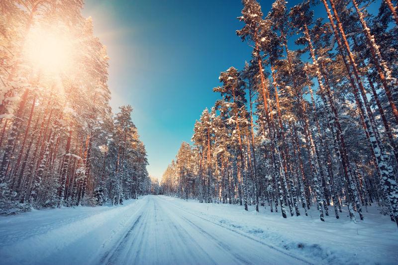 阳光下覆盖雪的道路和两旁的树木