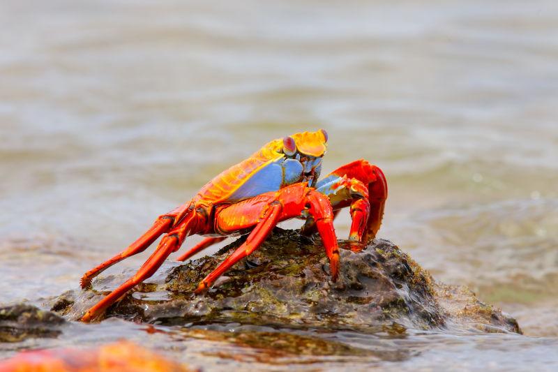 红色螃蟹在水流中的岩石上