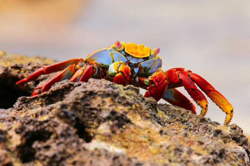 岩石上活动的红色螃蟹