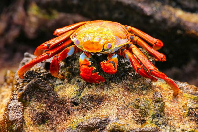 岩石上觅食的红色螃蟹