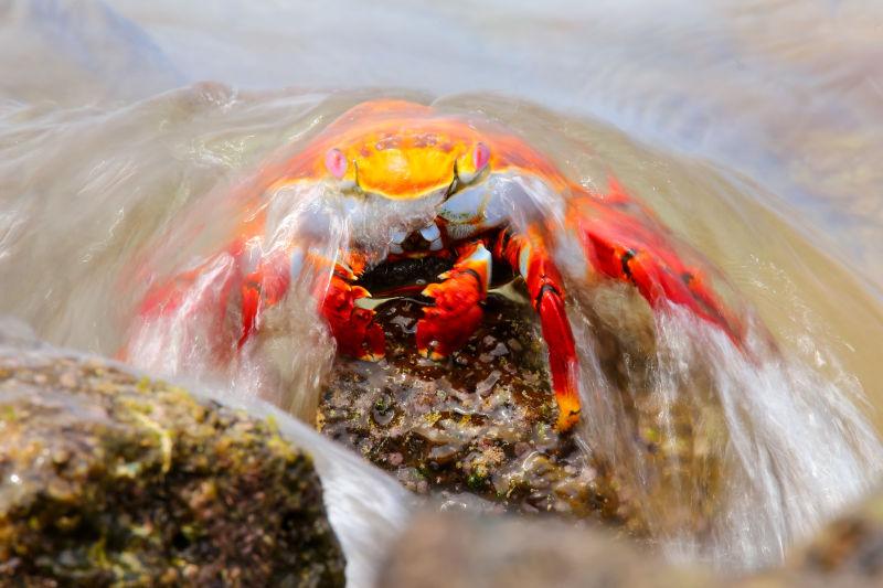 岩石上被水流冲刷的红色螃蟹