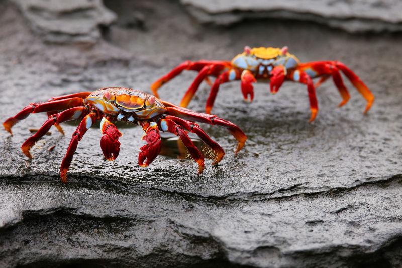 两只红色的螃蟹在岩石上活动