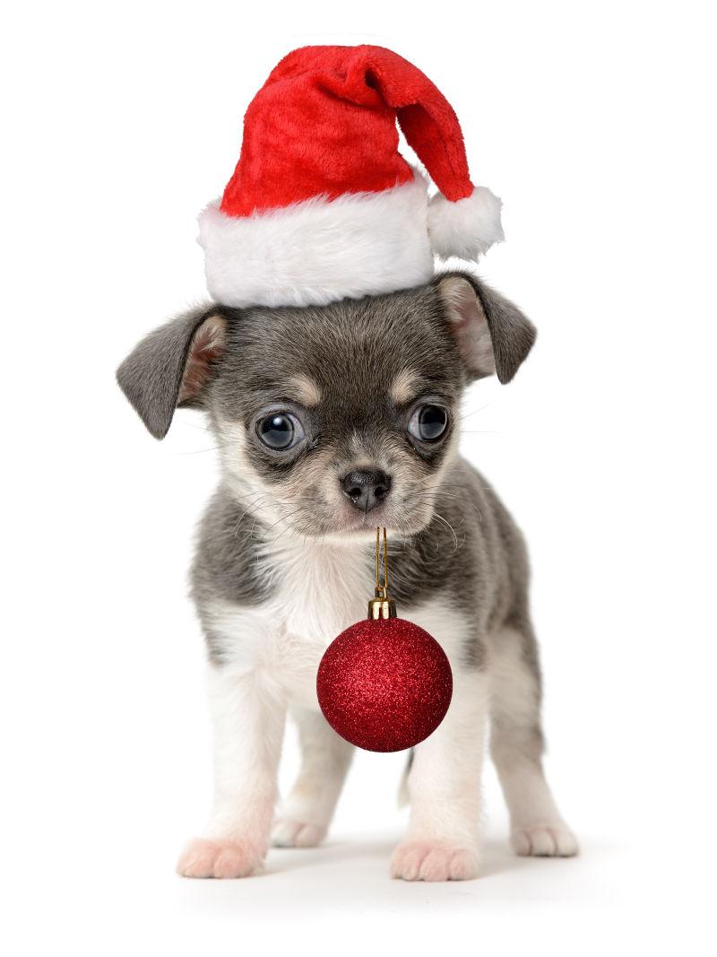 带着红色圣诞帽子挂着红色铃铛的可爱小狗