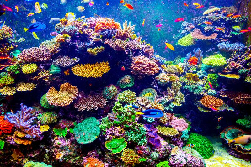 神奇美丽的海底世界鱼群图片素材-海底世界创意图片素材-jpg图片格式-mac天空素材下载