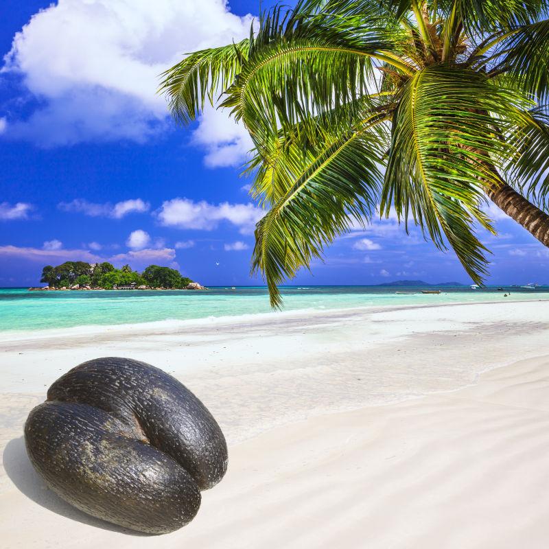 塞舌尔岛白色海滩上的热带水果
