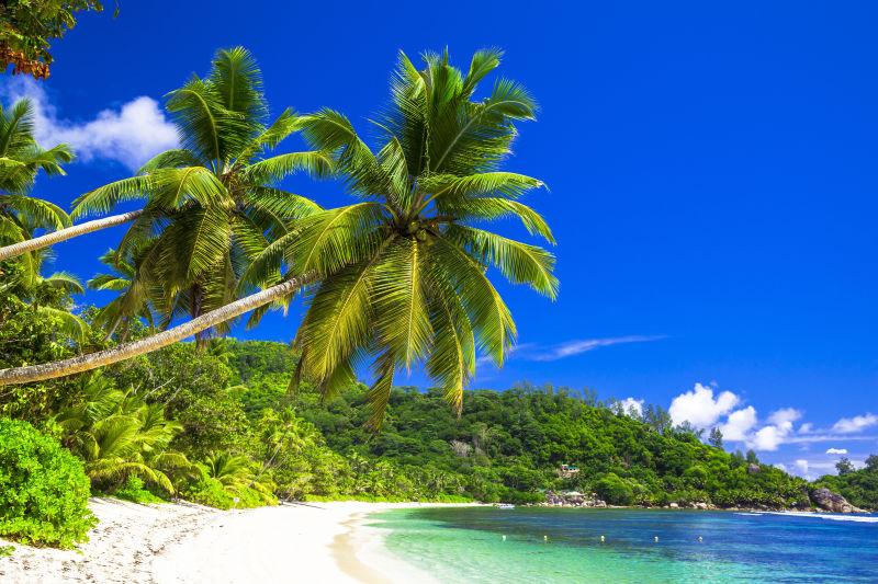 热带海滩椰子美景
